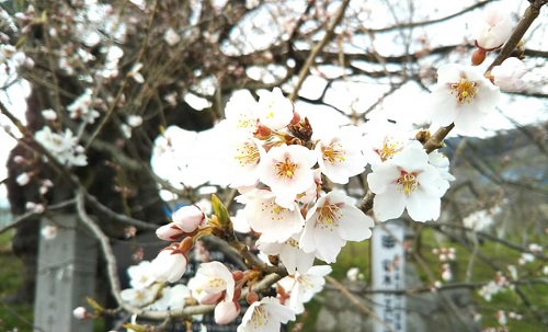 ２０２０．４．８宇木のエドヒガン千歳桜（樹齢約９００年）二分咲き