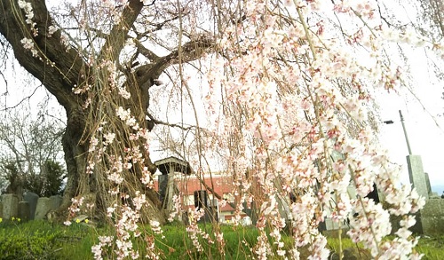 ２０２０．４．８宇木区民会館前のしだれ桜（樹齢約４００年）五分咲き