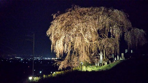 ２０２０．４．８大久保のしだれ桜（樹齢約１８０年）三分咲きライトアップ中