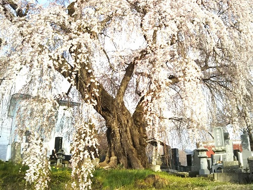 ２０２０．４．１０宇木区民会館前のしだれ桜は八分咲き