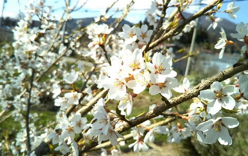 ２０２０．４．１１千歳桜の子ども白い方横
