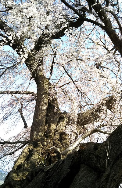 ２０２０．４.１２宇木区民会館前のしだれ桜（樹齢約４００年）満開幹