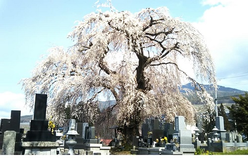 ２０２０．４．１２宇木区民会館前のしだれ桜（樹齢約４００年）満開全景