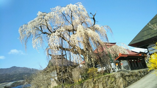 ２０２０．４．１１隆谷寺のしだれ桜（樹齢約４００年）八分咲き全景