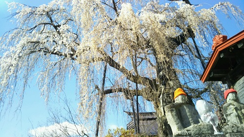 ２０２０．４．１１隆谷寺のしだれ桜（樹齢約４００年）八分咲き地蔵前