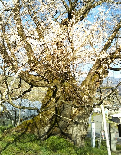 ２０２０．４．１４宇木のエドヒガン千歳桜（樹齢約９００年）五分咲き近景
