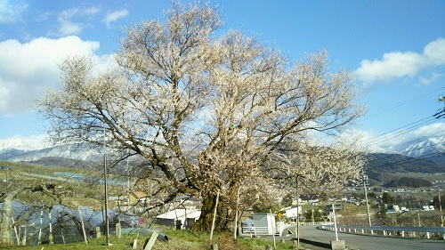 ２０２０．４．１４宇木のエドヒガン千歳桜（樹齢約９００年）五分咲き全景