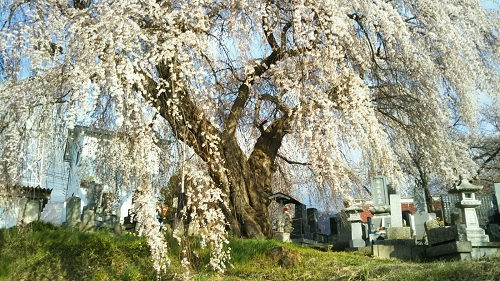 ２０２０．４．１１宇木区民会館前のしだれ桜（樹齢約４００年）ほぼ満開全景