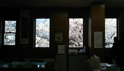 2020.4．16町役場の桜満開ある部屋の窓から
