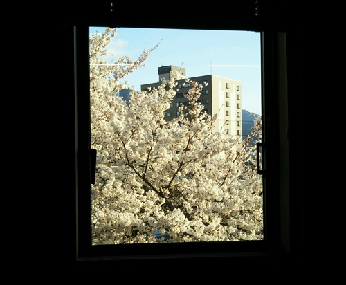 2020.4．16役場の桜満開ある部屋の一つの窓から