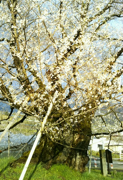 2020.4．18宇木のエドヒガン千歳桜（樹齢約９００年）満開近景