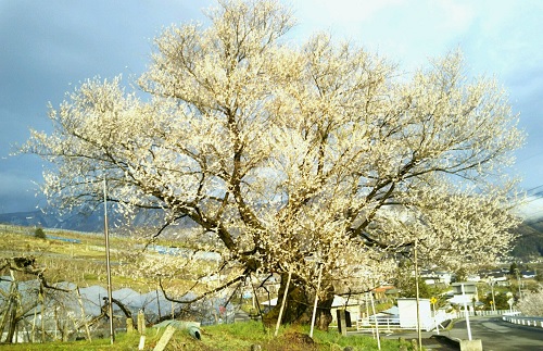 ２０２０．４．１８宇木のエドヒガン千歳桜（樹齢約９００年）満開全景