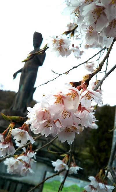 ２０２０．４．１８観音の大悲の桜咲きにけり