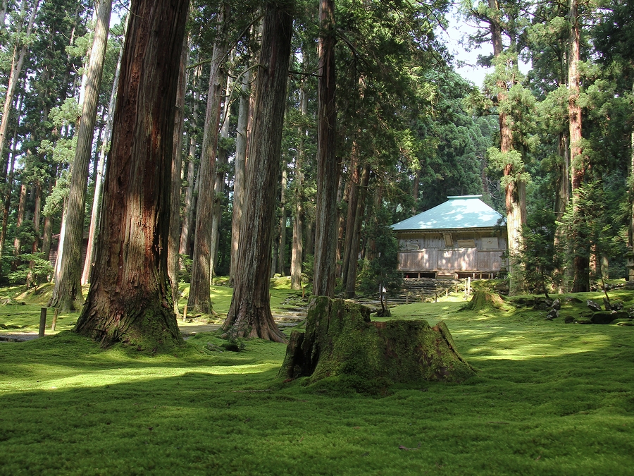 厳かな緑の世界、平泉寺白山神社の参道を歩く