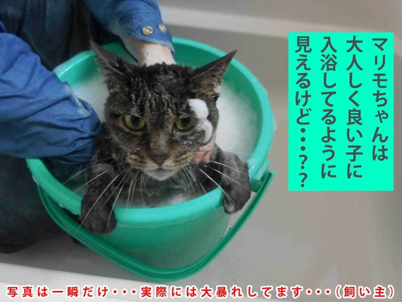 2020-09-08-Tue-10-お風呂に入るマリモちゃん_DSCN8979
