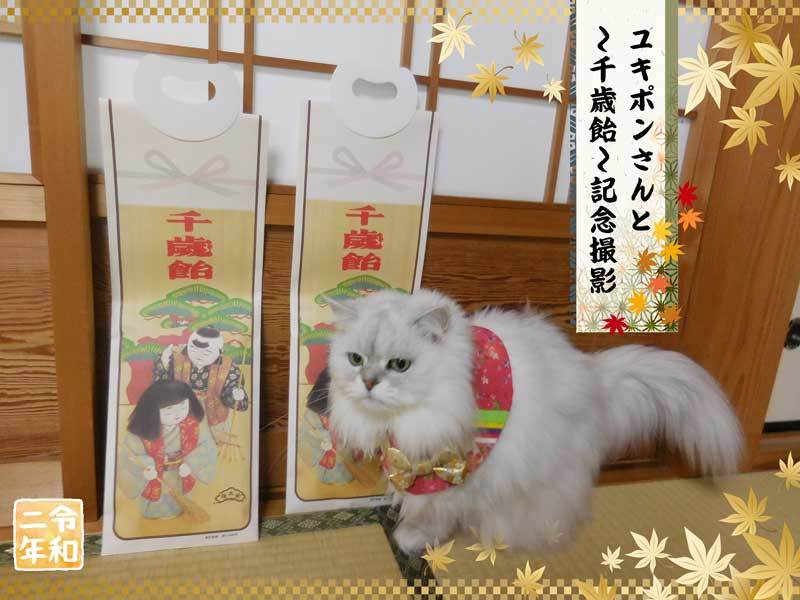 2020-11-15-Sun-10-白猫ユキポンさんと千歳飴-記念撮影_DSCN9925