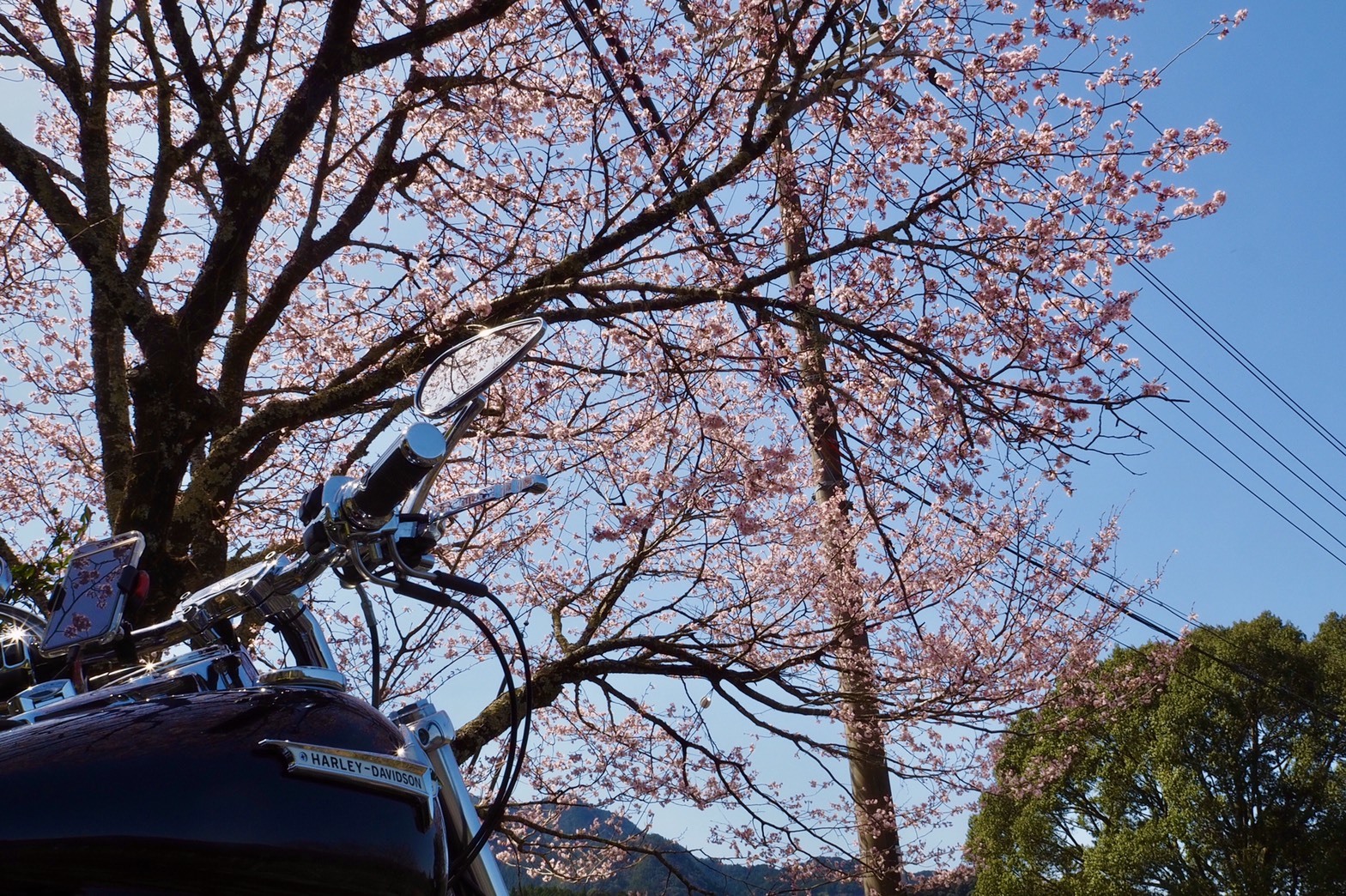 harleydavidson-motorcycle-touring-blog-kumano-mie-maruyama-senmaida-riceterraces-sakura.jpg
