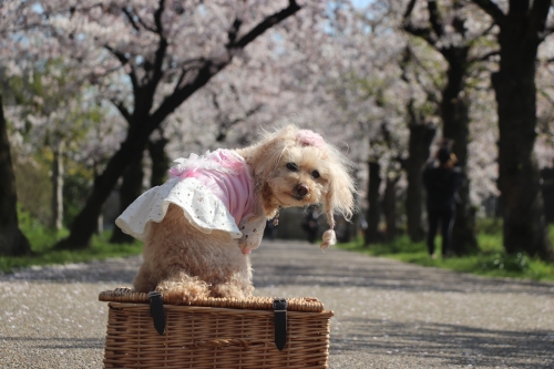 桜之宮公園