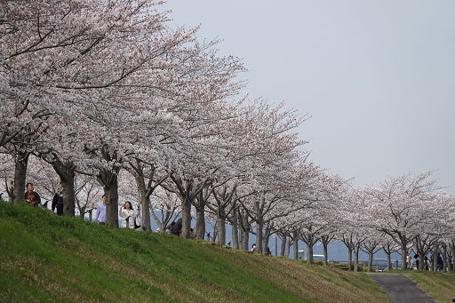 づつみ 回廊 お の 桜 ふるさと桜づつみ回廊・武庫川