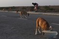 パキスタンで野良犬に餌を与える住民 (2)