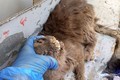 パキスタンで動物保護団体によって閉鎖されたペット市場から救出され検査を受ける猫 (2) - コピー