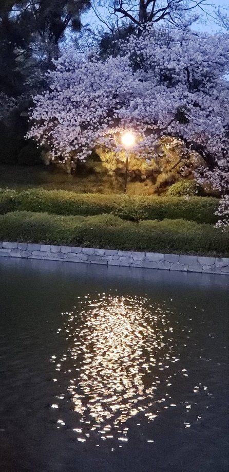 夜の松山のお堀端 3