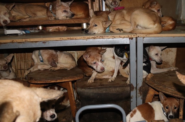 ８畳二間に１６０匹以上の犬と人間が生活