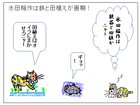水田稲作と猫