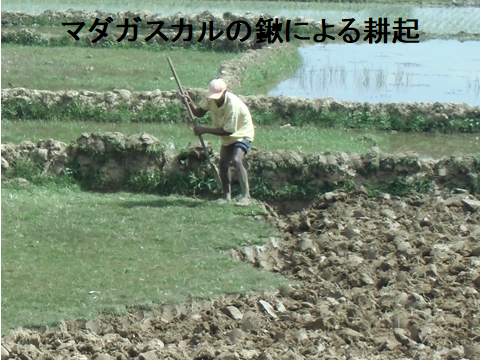 マダガスカルの鍬による耕起