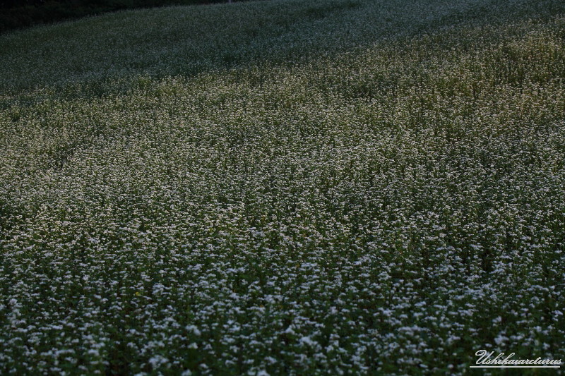 ソバの花 200830-3