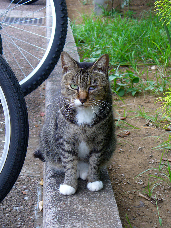 自転車とキジ白猫1
