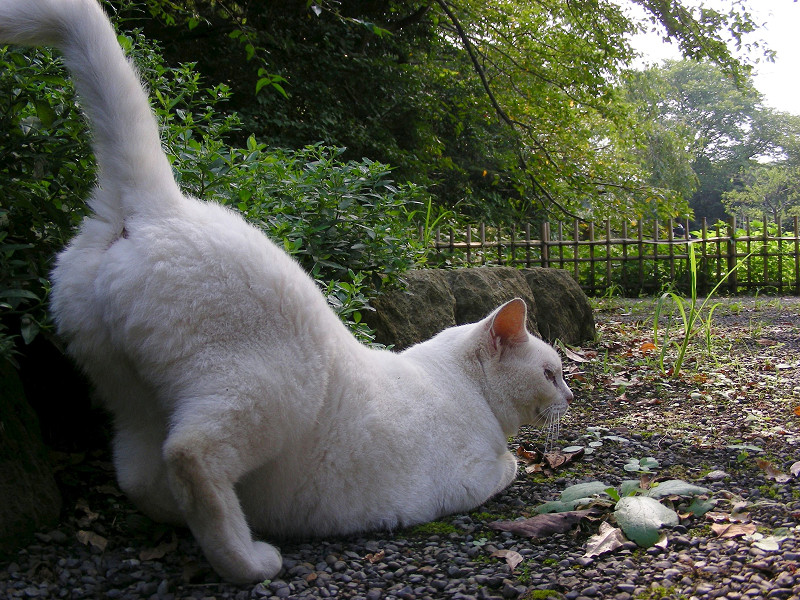 尻尾を上げる白猫4