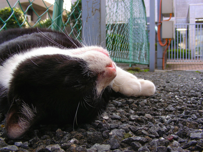 寝転がってる黒白猫3