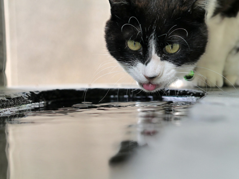 水を飲んでいる黒白猫1