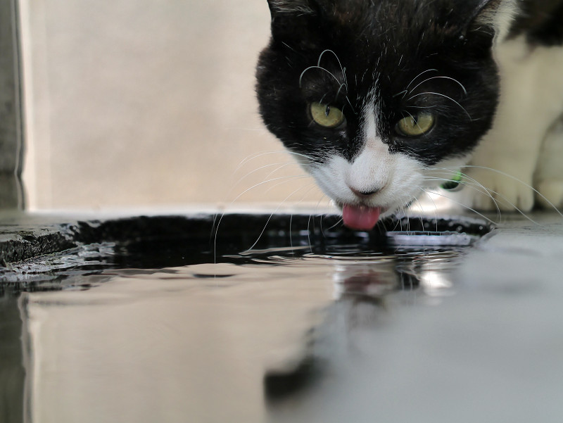 水を飲んでいる黒白猫2