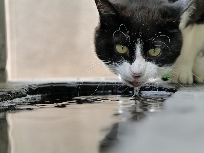水を飲んでいる黒白猫3