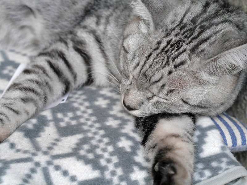 クッションで寝ているサバトラ猫