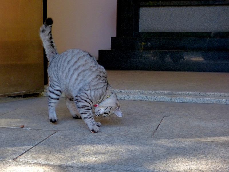 お堂前で動き回るサバトラ猫2