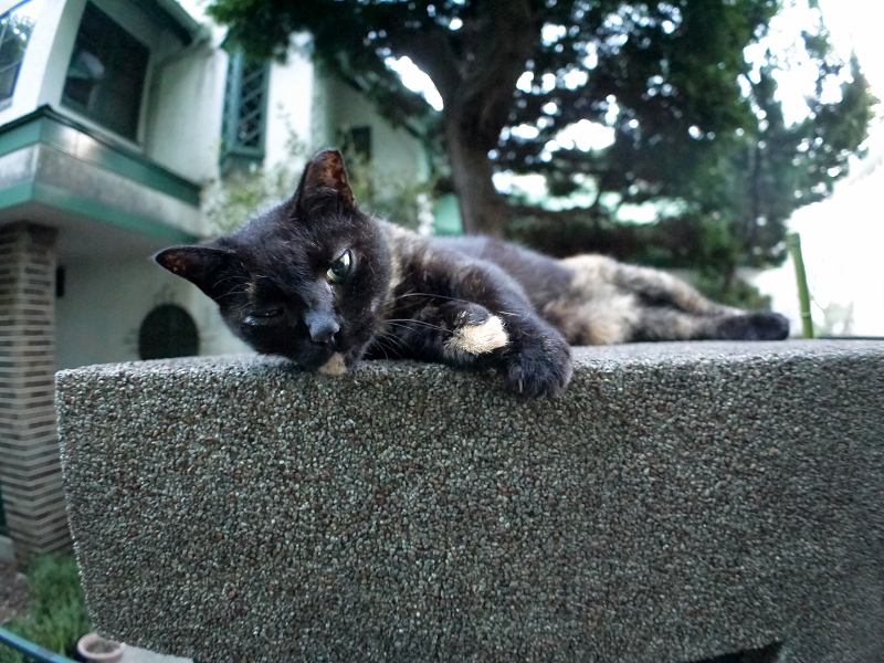 門柱で寝てた黒サビ猫1