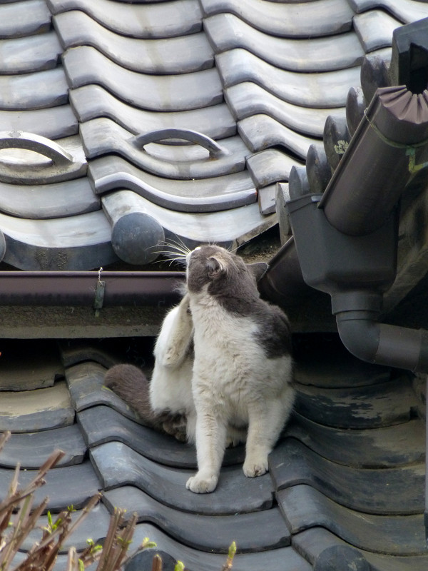 小屋根とグレー白猫1