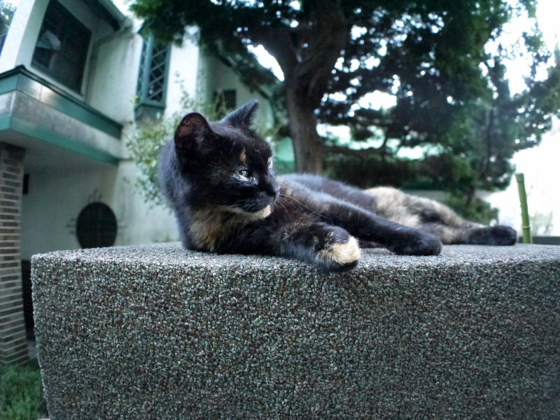 門柱で寝てた黒サビ猫2