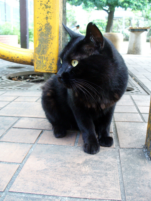 公園の黒猫
