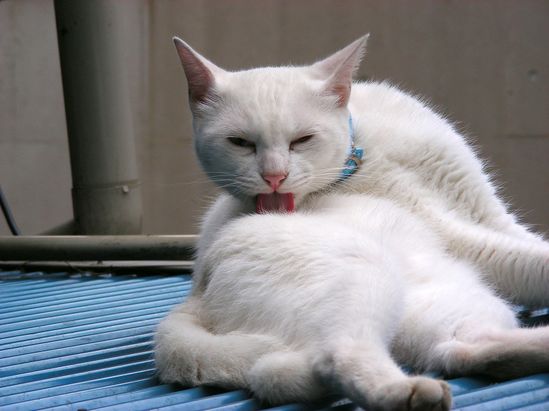 青いトタンと白い猫2