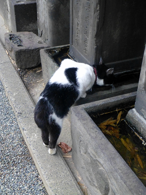 石碑の溜り水を飲む白黒猫1