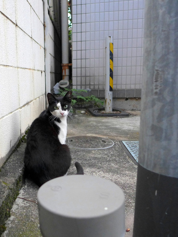 電信柱と黒白猫1