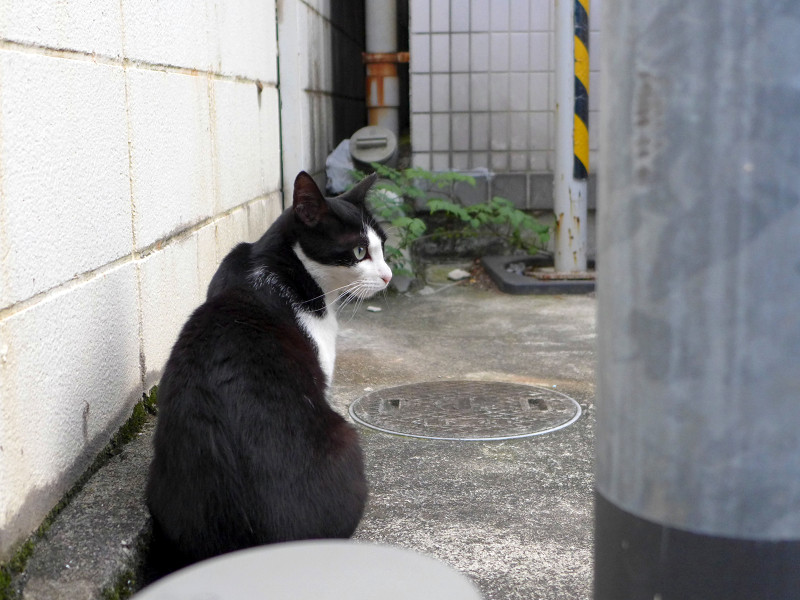 電信柱と黒白猫2