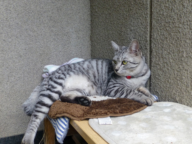 クッションに座るサバトラ猫2