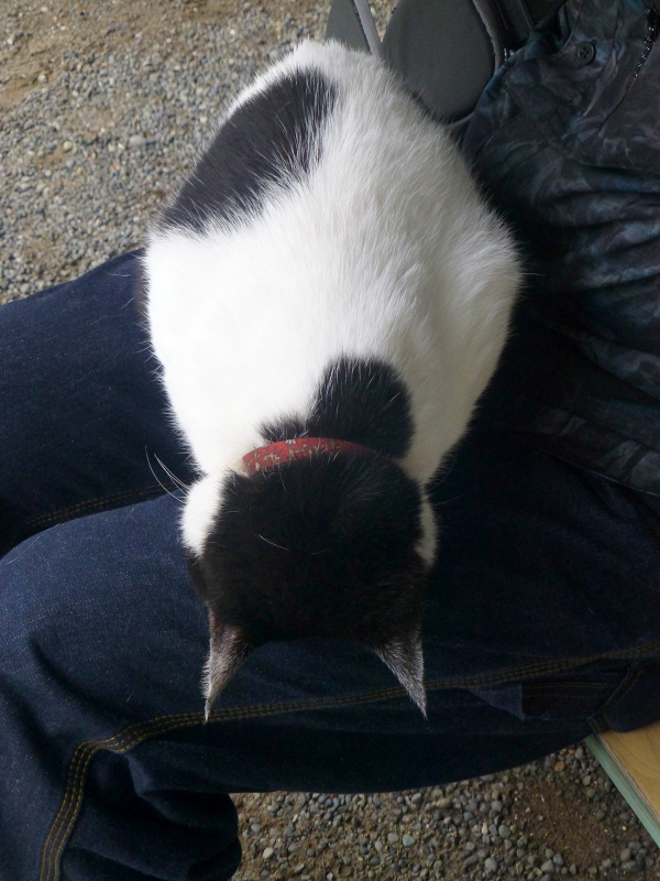 膝でごめん寝してる白黒猫3