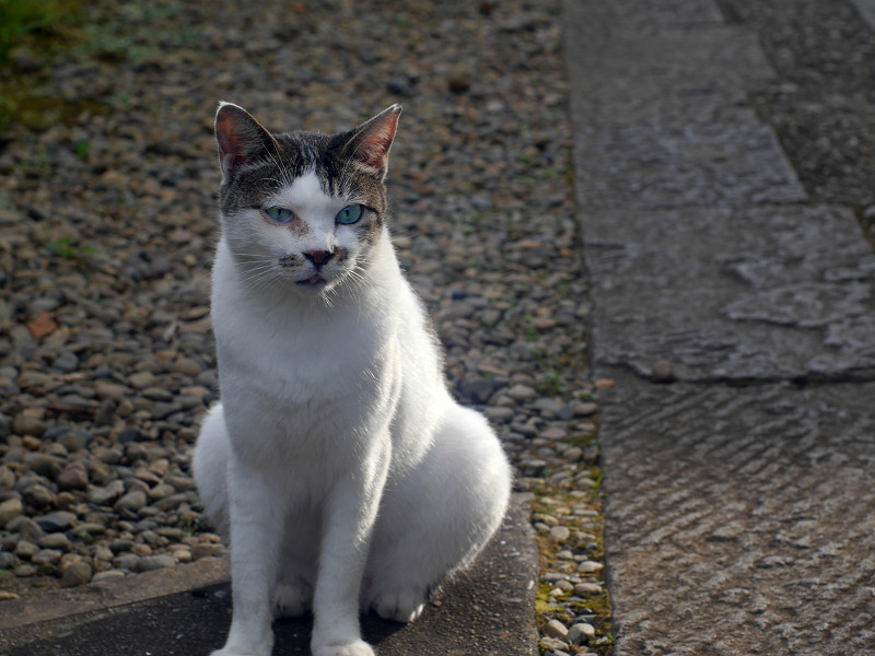 石参道の白キジ猫3