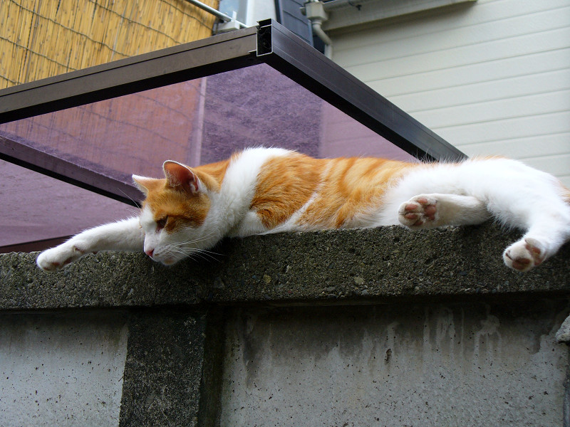 ブロック塀から見ている茶白猫1